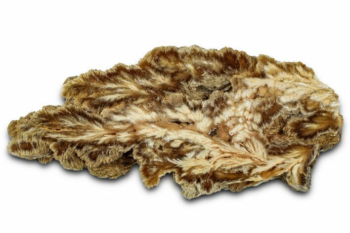 Polished Barite Slab with Pyrite - Lubin Mine, Poland #335178